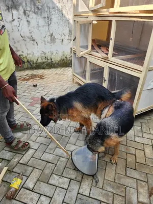 Quality Showline German Shepherd Available for Stud Service