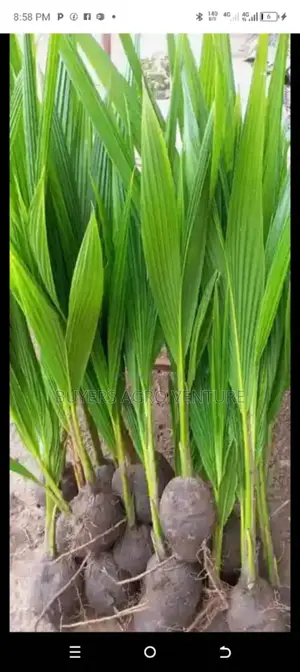 Malaysia Supergene and Hybrid Tenera Palms