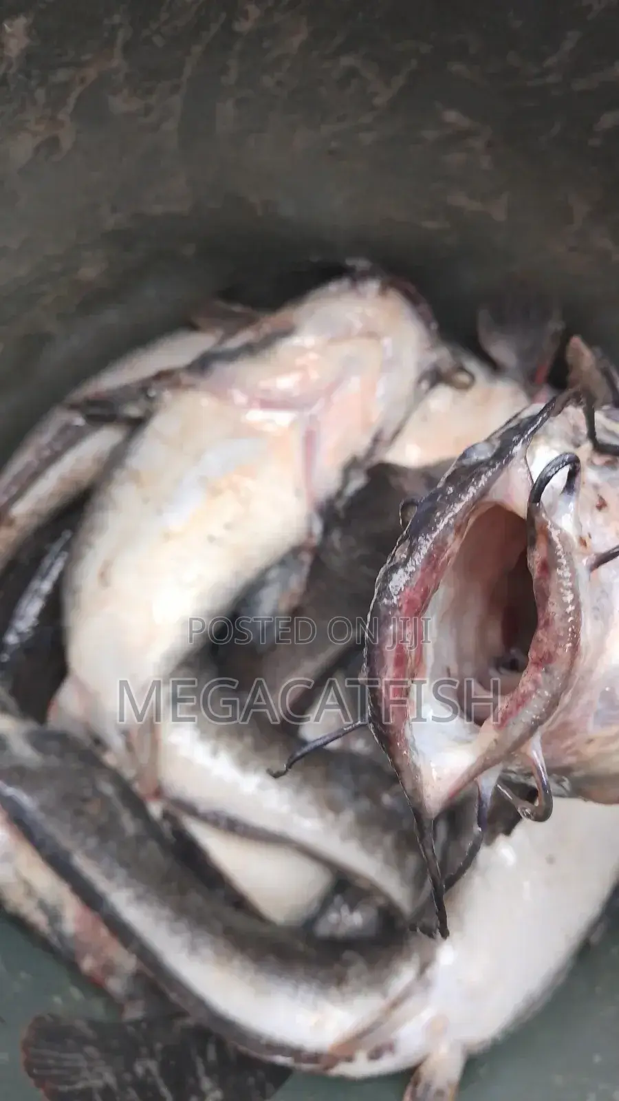 Smoked Catfish