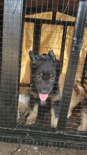 1-3 months Female Purebred German Shepherd