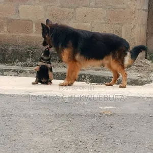 1-3 months Female Purebred German Shepherd