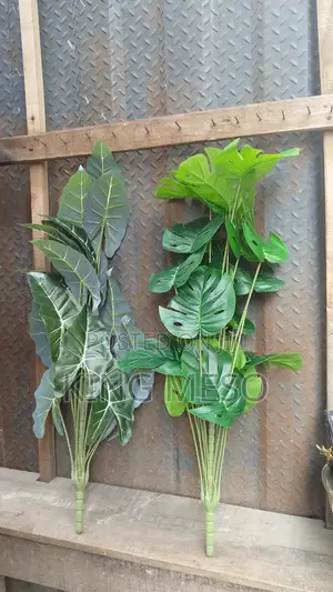 Palm Leaf Available