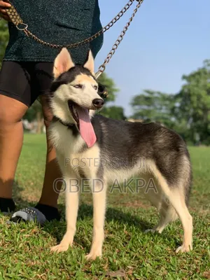 1-3 months Female Purebred Siberian Husky
