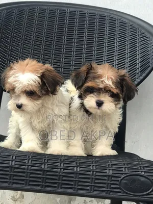 1-3 months Female Purebred Lhasa Apso