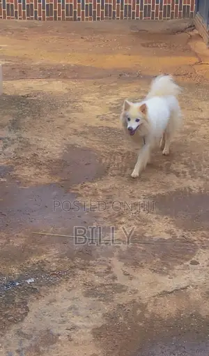 1+ year Male Purebred American Eskimo