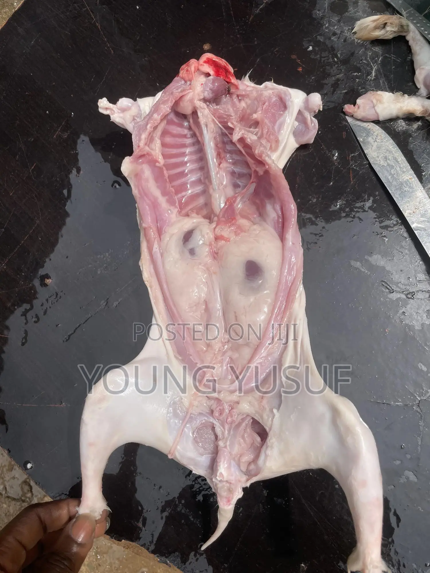 Fresh Processed Rabbit Meat - Lean, Tender Ready to Cook!