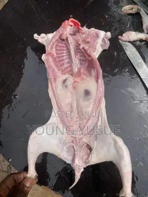 Fresh Processed Rabbit Meat - Lean, Tender Ready to Cook!