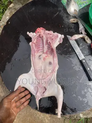 Fresh Processed Rabbit Meat - Lean, Tender Ready to Cook!