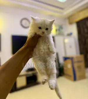 1-3 months Female Purebred Maine Coon