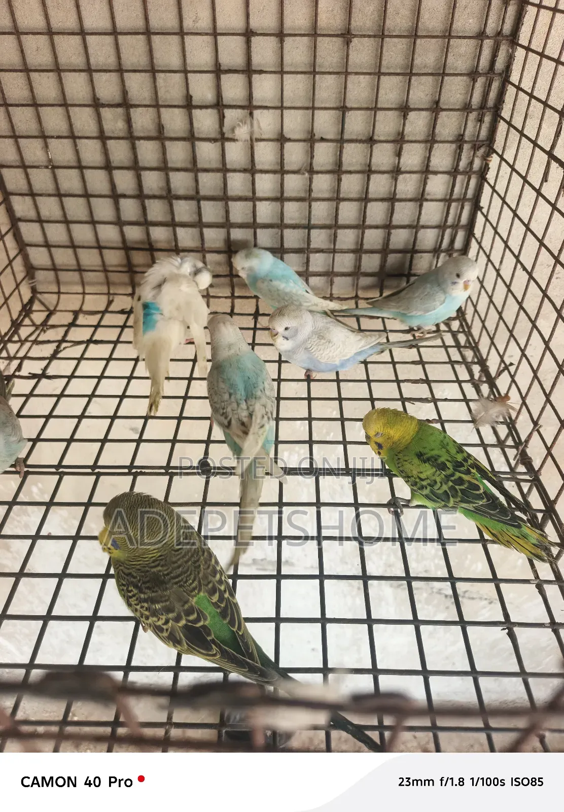 Budgie Parrot