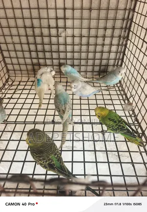 Budgie Parrot