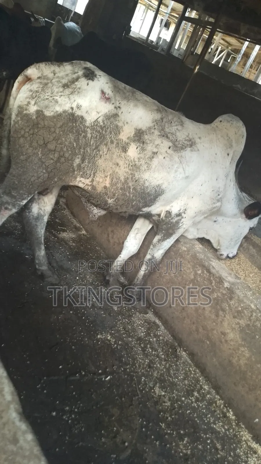 Cattle/Cows for Sale
