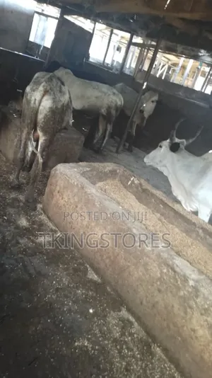 Cattle/Cows for Sale