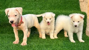 1-3 months Female Purebred American Eskimo