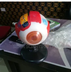 Eye Model China