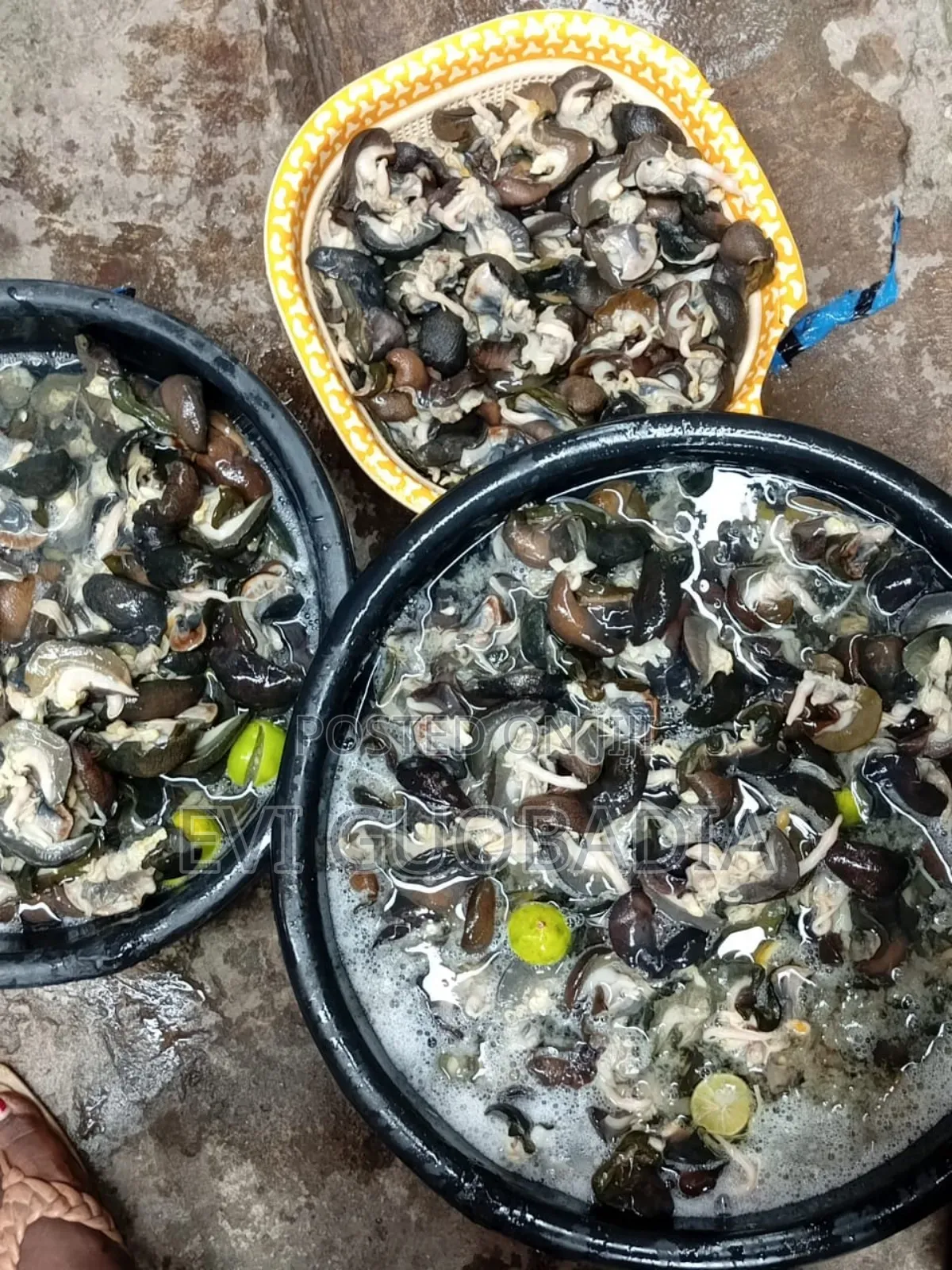 Fresh and Dried Snail