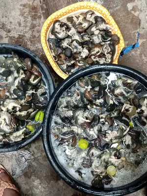 Fresh and Dried Snail