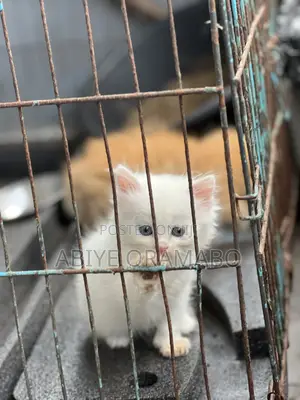 1-3 months Male Purebred Persian