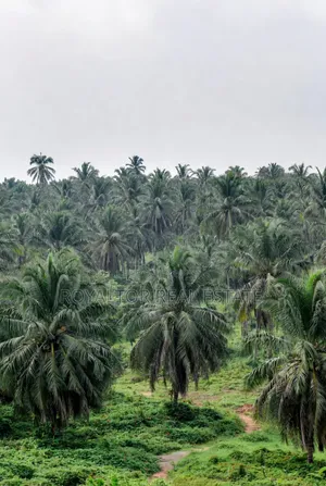 Palm Plantation for Sale in Benin City