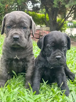 1-3 months Female Purebred Cane Corso