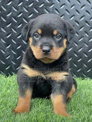 1-3 months Female Purebred Rottweiler