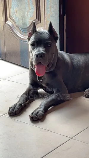 6-12 months Female Purebred Cane Corso