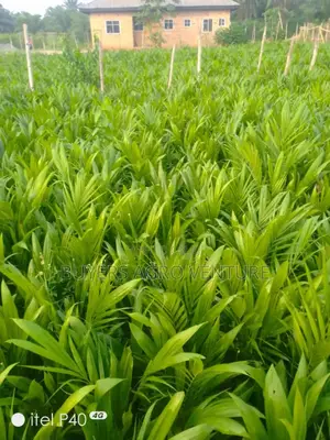 Palm Oil Seedlings