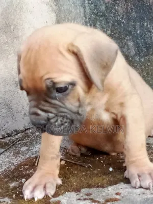 1-3 months Female Purebred Boerboel