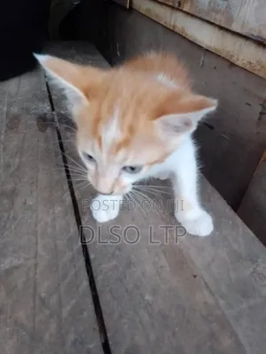 1-3 months Male Mixed Breed Ocicat