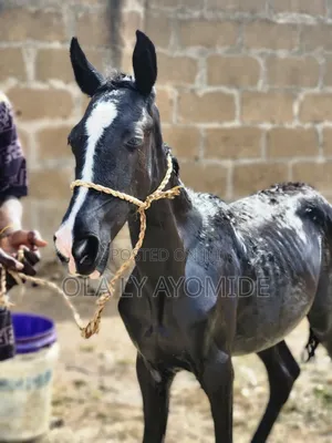 Baby Talon Horse Available