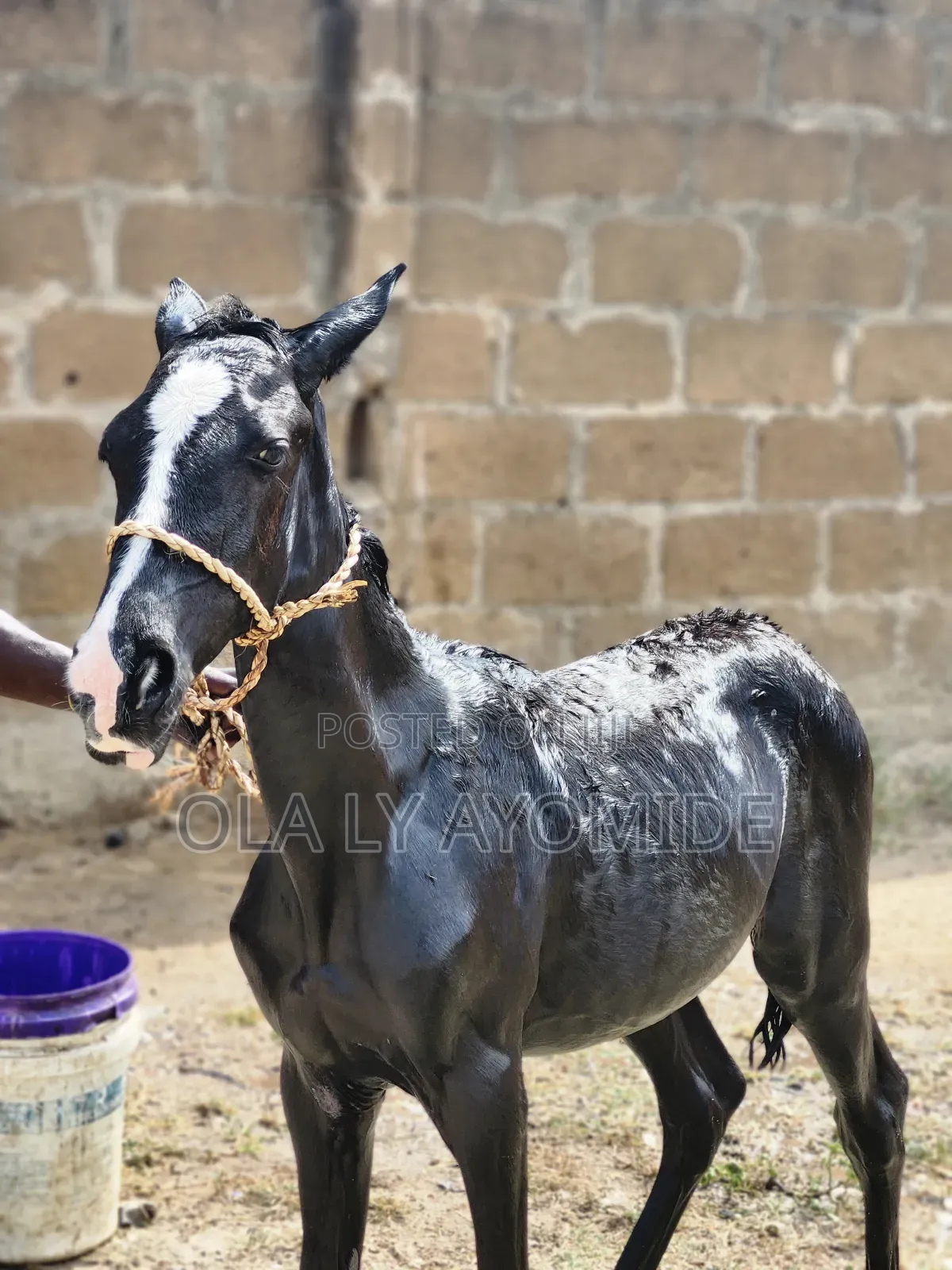 Baby Talon Horse Available