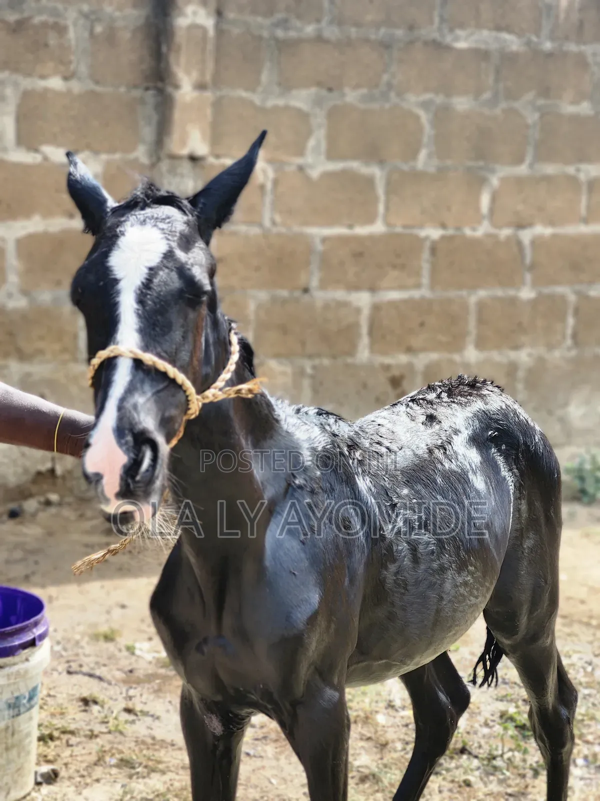 Baby Talon Horse Available