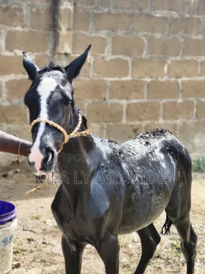 Baby Talon Horse Available