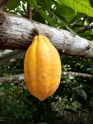 Forastero Cocoa Pods