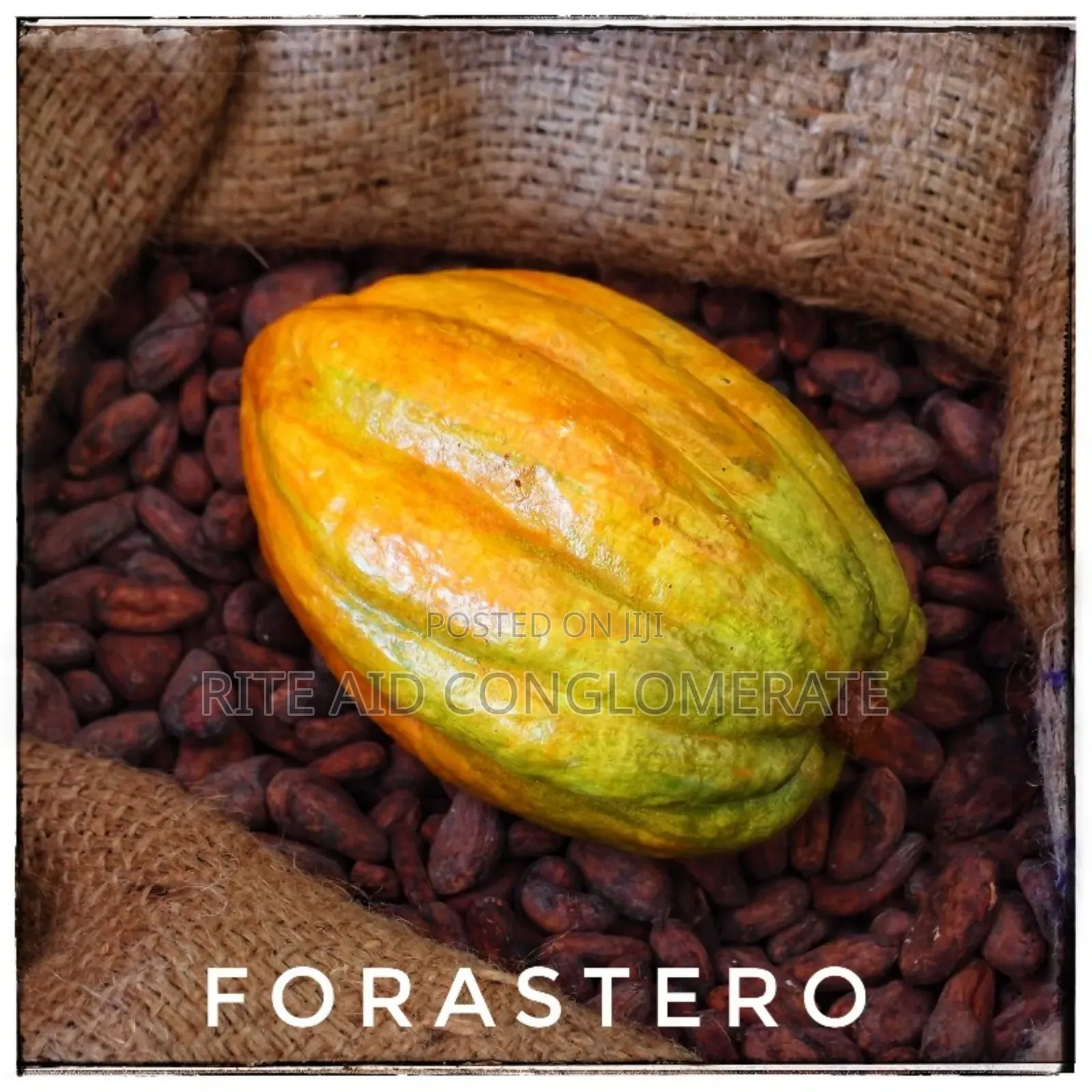 Forastero Cocoa Pods