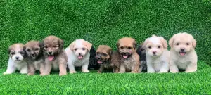 1-3 months Female Purebred Lhasa Apso
