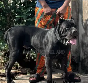 1+ year Male Purebred Cane Corso
