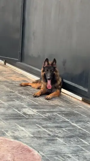 1+ year Male Purebred German Shepherd