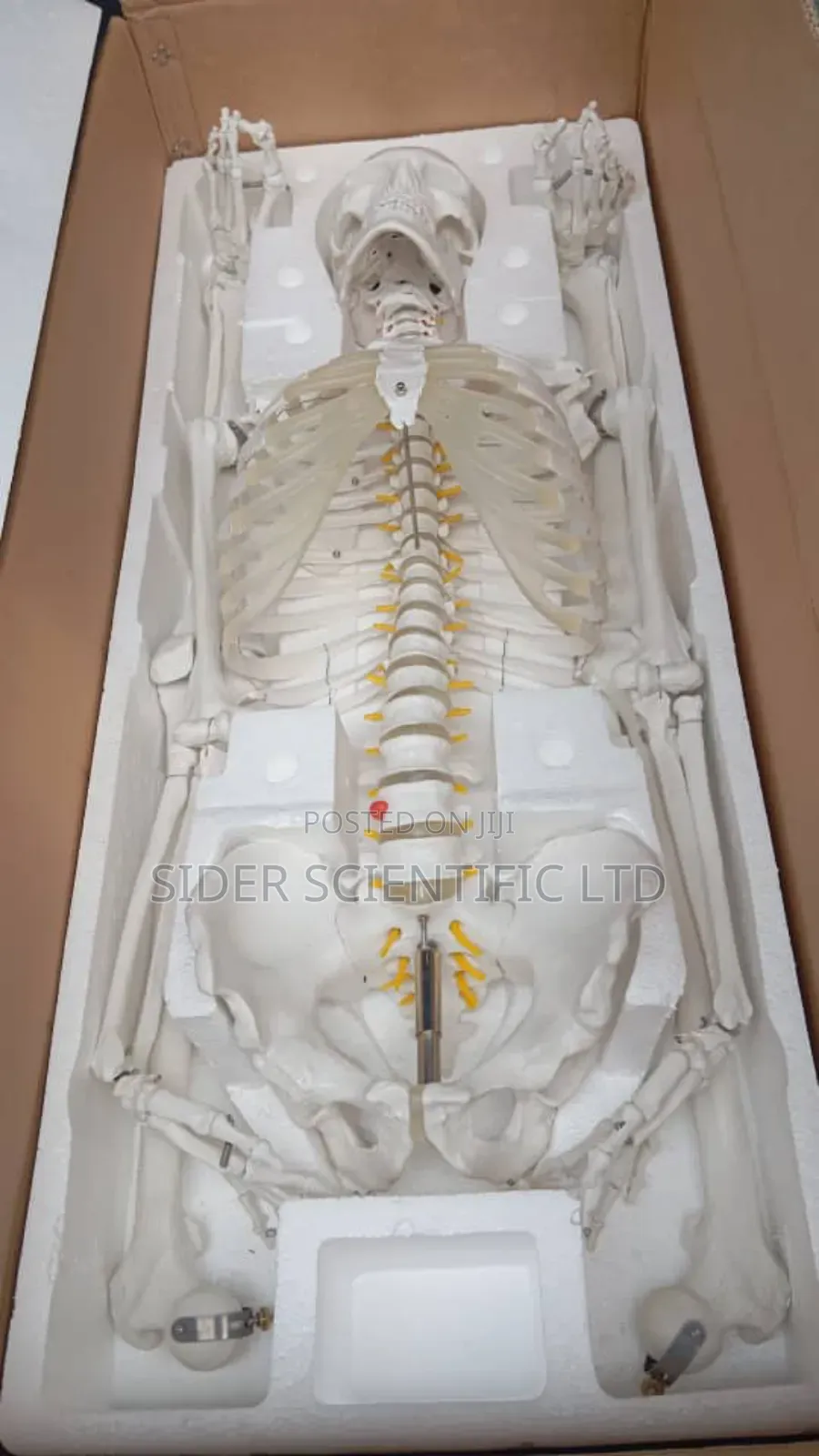 Human Skeleton