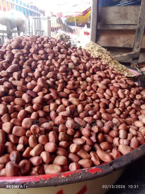 Fresh Groundnut