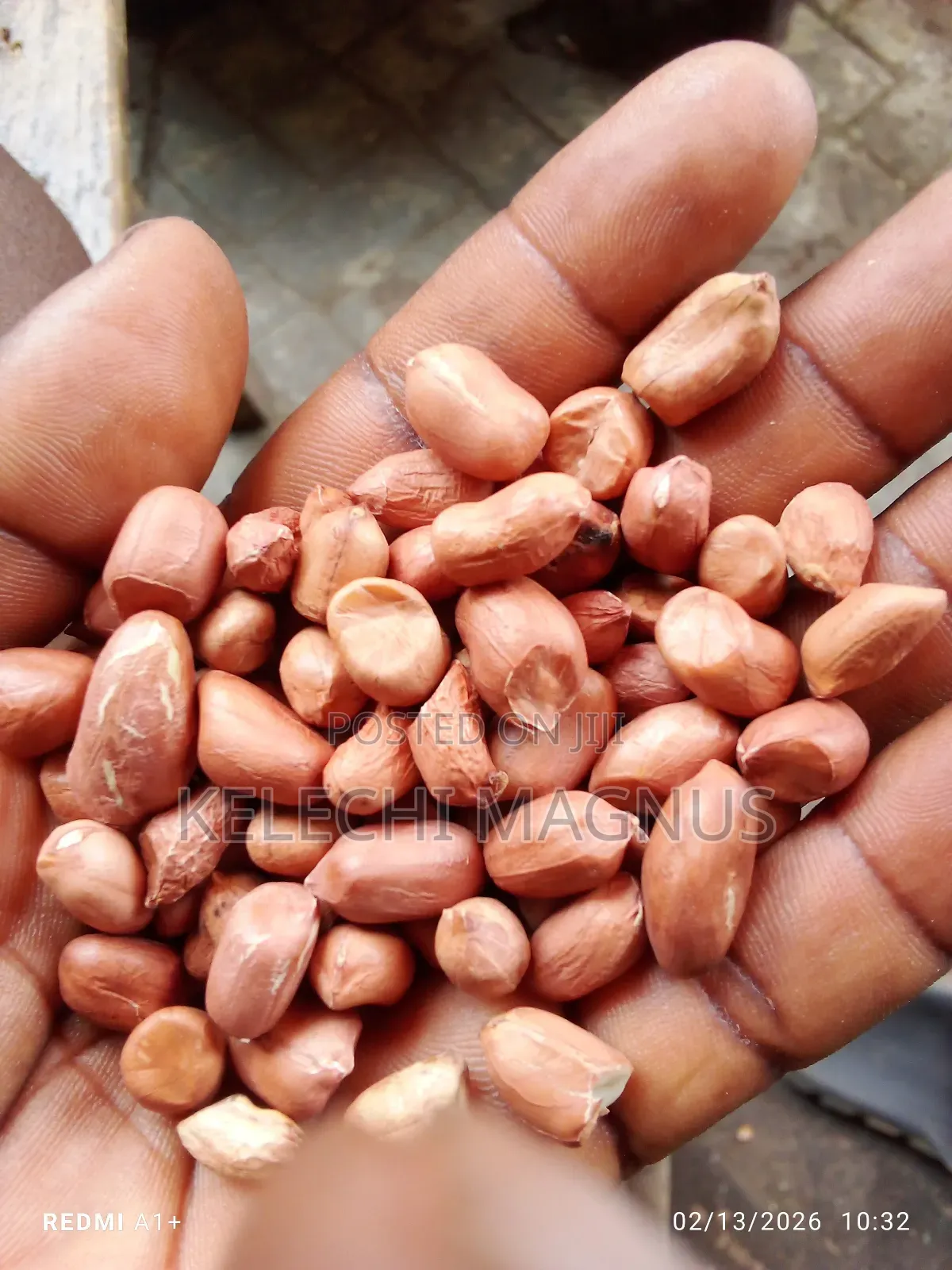 Fresh Groundnut