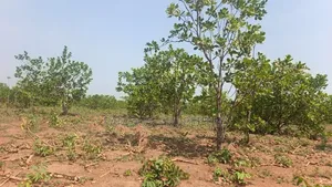 Cashew Farm for Sale