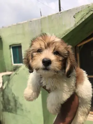 1-3 months Female Purebred Lhasa Apso