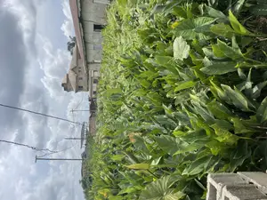 Half Plot of Land