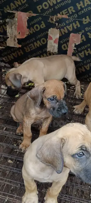 1-3 months Female Purebred Boerboel