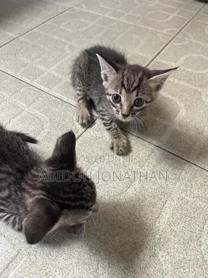 1-3 months Female Purebred American Shorthair