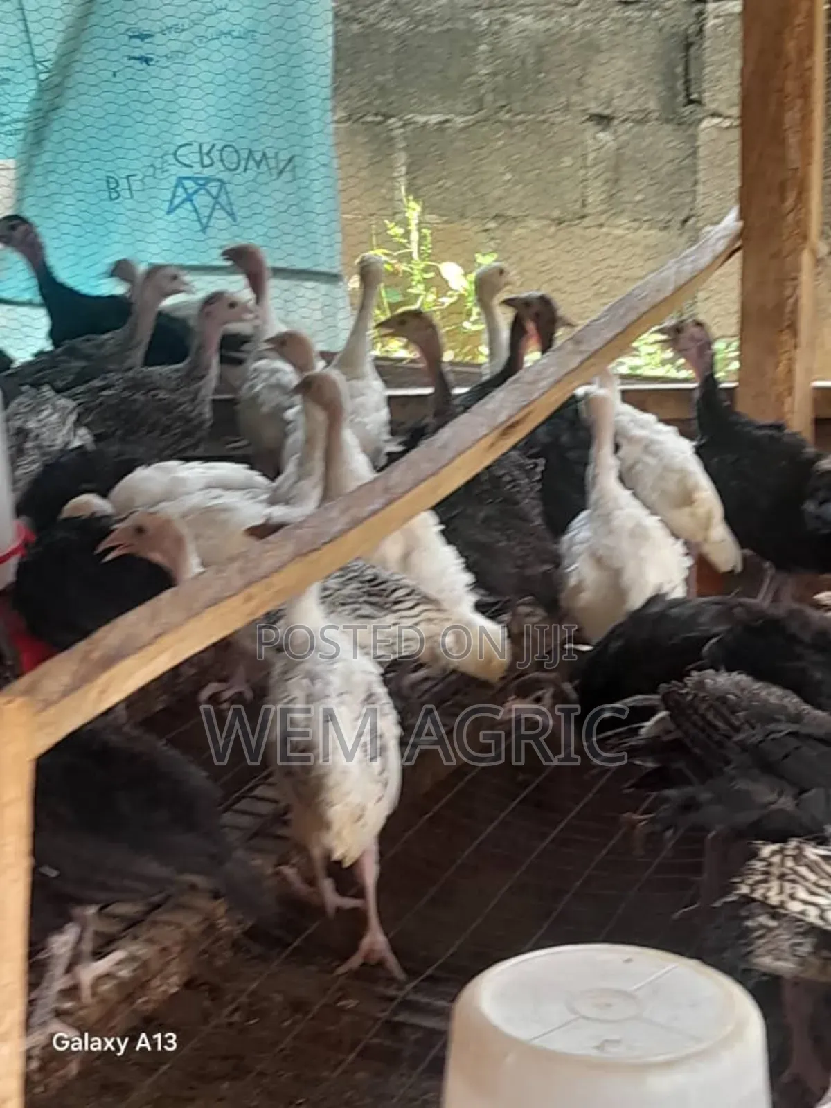 Local Turkey