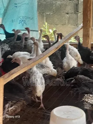 Local Turkey
