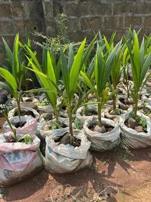 Improve Varieties (Dwarf Coconut Seedlings)
