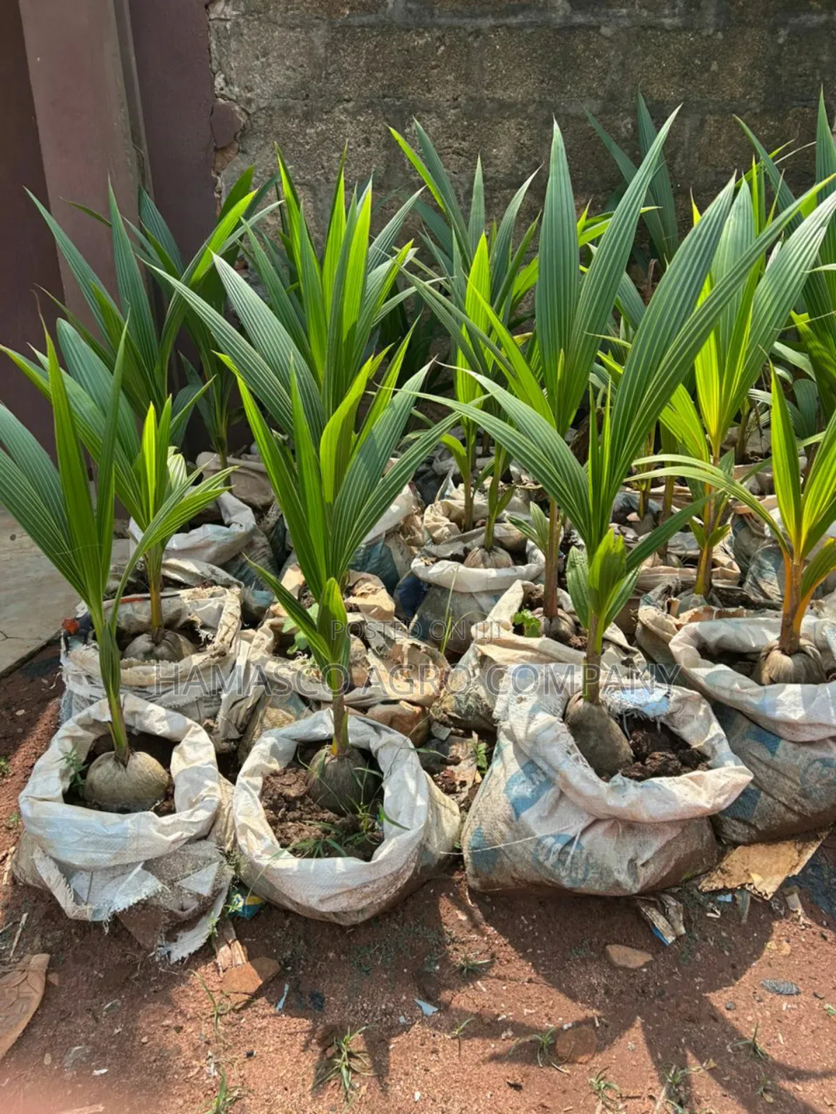 Improve Varieties (Dwarf Coconut Seedlings)